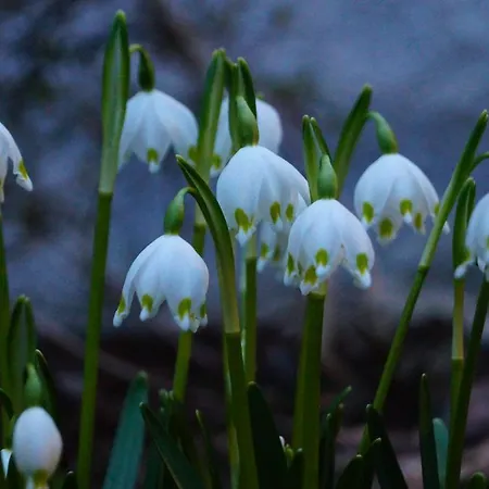 Gaestehaus - Camping- Weinhof Radl * Klöch