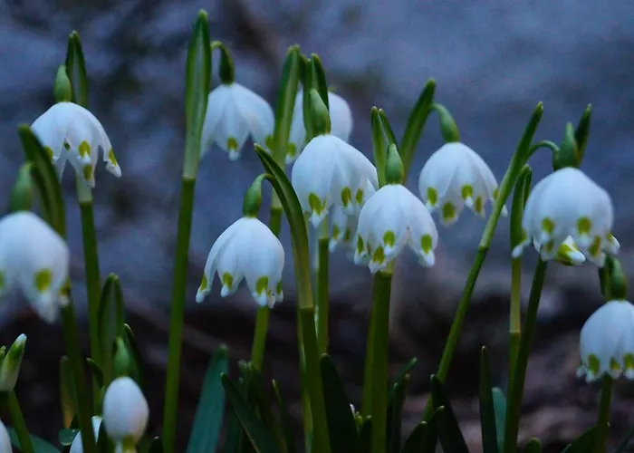 Gaestehaus - Camping- Weinhof Radl * Klöch